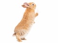 Adorable baby red-brown rabbits standing isolated on white background. Royalty Free Stock Photo