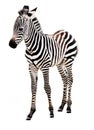 Adorable Baby Zebra standing.