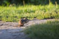 Adorable backlit eastern chipmunk crouching in profile eating at dawn