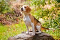 Adorable beagle