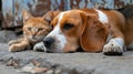 Adorable Beagle and brown cat peacefully resting on the footpath, Ai Generated Royalty Free Stock Photo