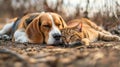 Adorable Beagle and brown cat peacefully resting on the footpath, Ai Generated Royalty Free Stock Photo