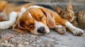 Adorable Beagle and brown cat peacefully resting on the footpath, Ai Generated Royalty Free Stock Photo