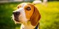 Adorable beagle dog background. Copy space for text on right