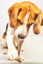 Adorable Beagle dog gives his paw on bright background. Obedience and training concept