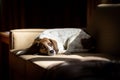 Adorable beagle dog lounging on a comfortable sofa, enjoying a leisurely afternoon