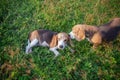 An adorable beagle dog lying down on the green grass looking at the camera while another beagle dog kiss on its head, top view Royalty Free Stock Photo