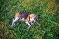 An adorable beagle dog lying down on the green grass looking at the camera, top view shot,shallow depth of field Royalty Free Stock Photo