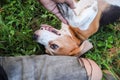 An adorable beagle dog lying down beside its owner on the grass field Royalty Free Stock Photo