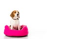 adorable beagle dog sitting on pink mattress on white
