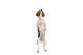 Adorable beagle dog standing on hind legs