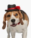 adorable beagle dog wearing hat and bowtie and looking to side while panting