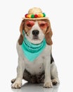 adorable beagle dog wearing hat, sunglasses and bandana and looking forward