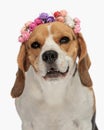 adorable beagle doggy wearing flowers headband and looking forward