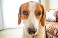 Adorable Beagle hound mix lifestyle head shot portrait