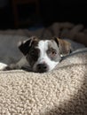 Beagle mix puppy laying down Royalty Free Stock Photo