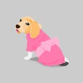 Adorable beagle in pink dress