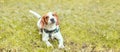 An adorable beagle puppy dog smiling to the camera on the grass in summer time