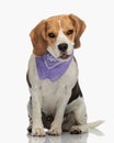 adorable beagle puppy with purple bandana panting and sitting