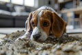 Adorable Beagle Puppy with Sad Eyes Lying on a Textured Carpet Indoors, Close Up Pet Portrait