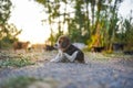 An adorable beagle puppy scratching body outdoor in the yard