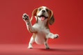 Adorable Beagle Puppy Waving Paw Against Red Background Happy and Playful Cute Dog Portrait for Pet Lovers and Animal Enthusiasts Royalty Free Stock Photo