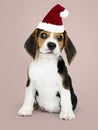 Adorable Beagle puppy wearing a Santa hat