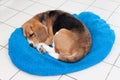 Adorable beagle sleeping on blue cushion