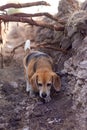 An adorable beagle is sniffing in a ditch