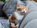 Adorable beautiful ginger kitten sleeping on couch peacefully. Cat taking a nap