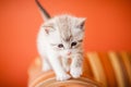 Adorable and beautiful little white kitty cat Royalty Free Stock Photo
