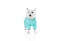 Adorable, beautiful, purebred dog, west highland white terrier wearing jumpsuit for pets isolated on white studio Royalty Free Stock Photo