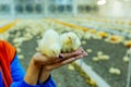 Adorable and beautiful two yellow chicks on workers& x27; hands in the farm. Couple of newborn chicks in woman& x27;s Royalty Free Stock Photo