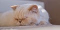 Adorable beige domestic cat is sleeping cozy