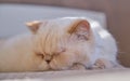 Adorable beige domestic cat is sleeping cozy