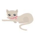 Adorable Beige Kitty Cat Royalty Free Stock Photo
