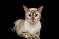 Adorable Bengal Cat on Isolated Black Background Royalty Free Stock Photo