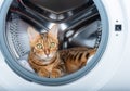 Bengal cat is resting inside the washing machine