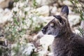 Adorable bennett wallaby