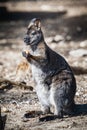 Adorable bennett wallaby