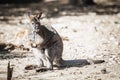 Adorable bennett wallaby