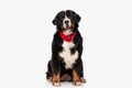adorable berna shepherd dog with red bandana opening mouth