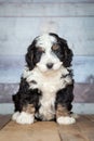 Adorable Bernedoddle Puppy Royalty Free Stock Photo