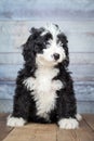 Adorable Bernedoddle Puppy