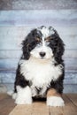 Adorable Bernedoddle Puppy