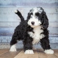 Adorable Bernedoddle Puppy Royalty Free Stock Photo