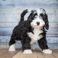 Adorable Bernedoddle Puppy Royalty Free Stock Photo