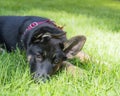Very sleepy German Shepherd puppy with floppy ears lying in the grass on a sunny day. Royalty Free Stock Photo