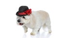 Adorable bichon dog with bowtie and hat walking aside