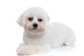 Adorable bichon dog feeling grumpy, looking away